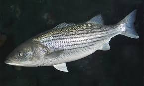 Stripe Bass Fishing Supplies