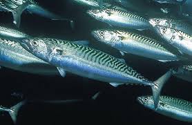 Mackerel Fishing Supplies