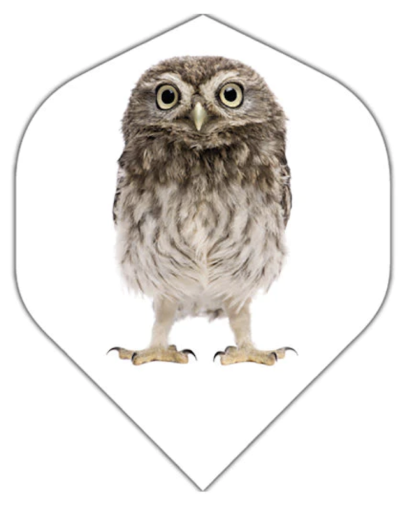 BD Flight ~ Owl