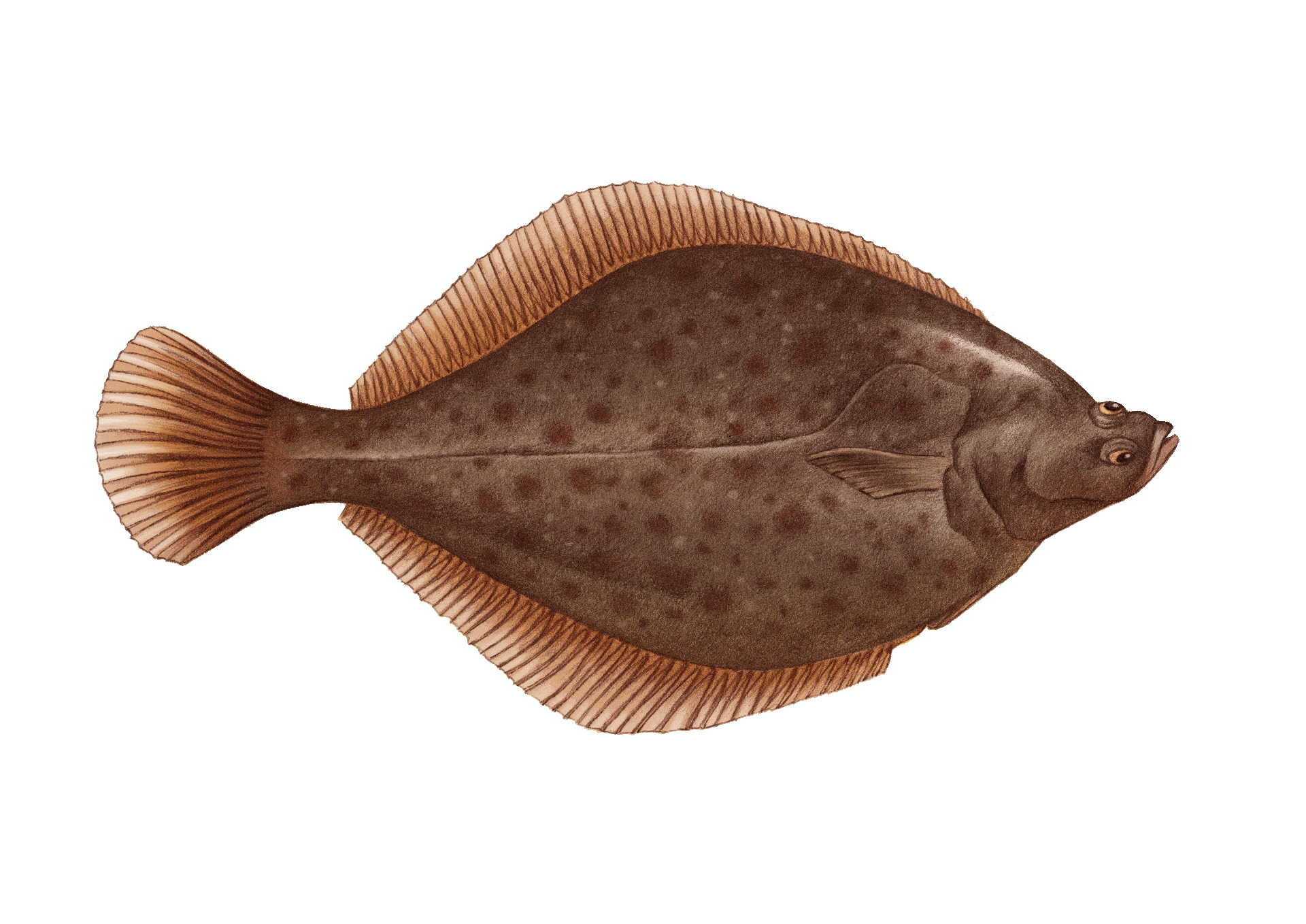 Flounder