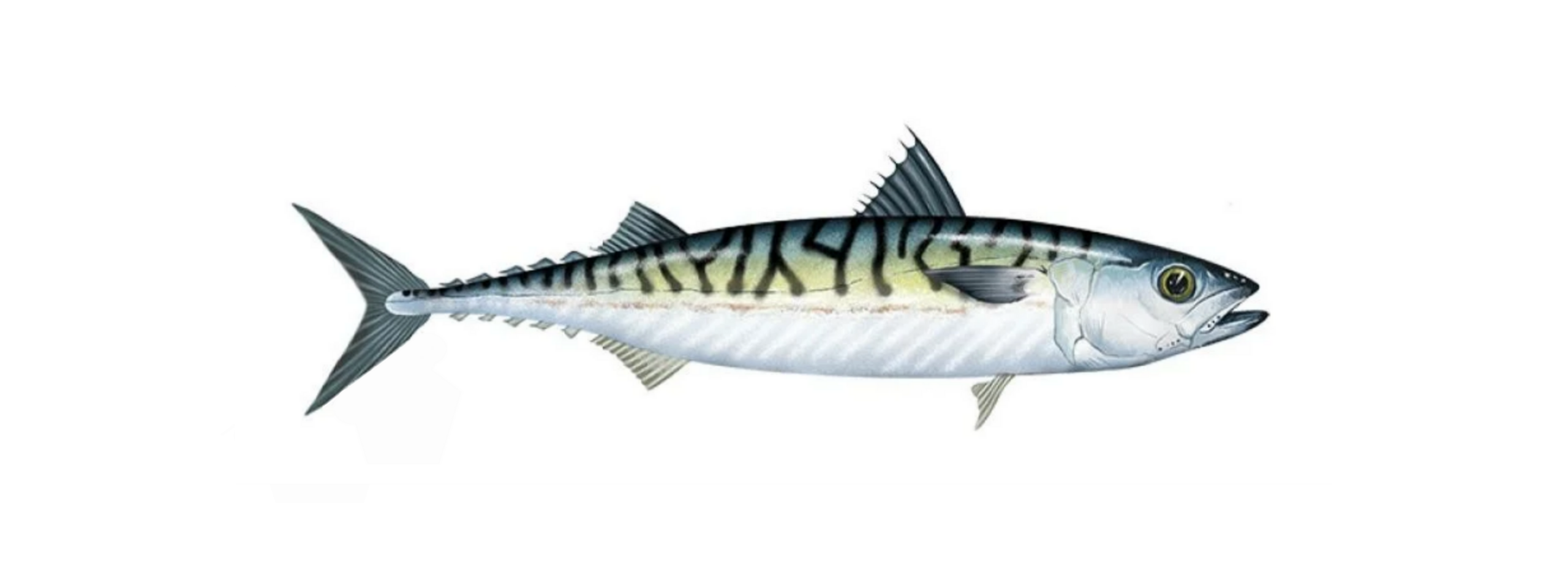 Mackerel