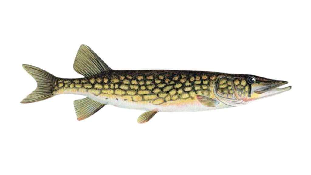 Pickerel